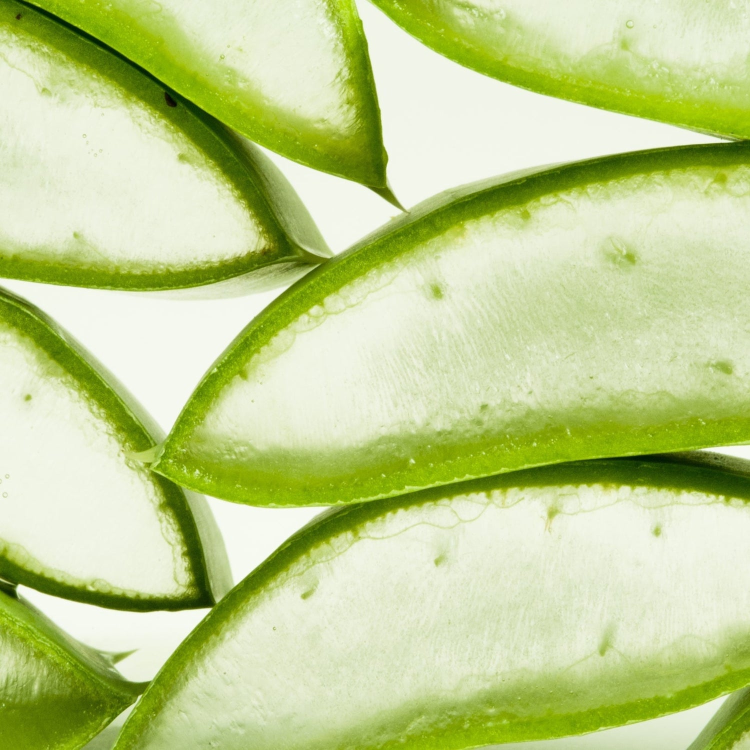 Ingredient deep dive - Aloe Vera Extract