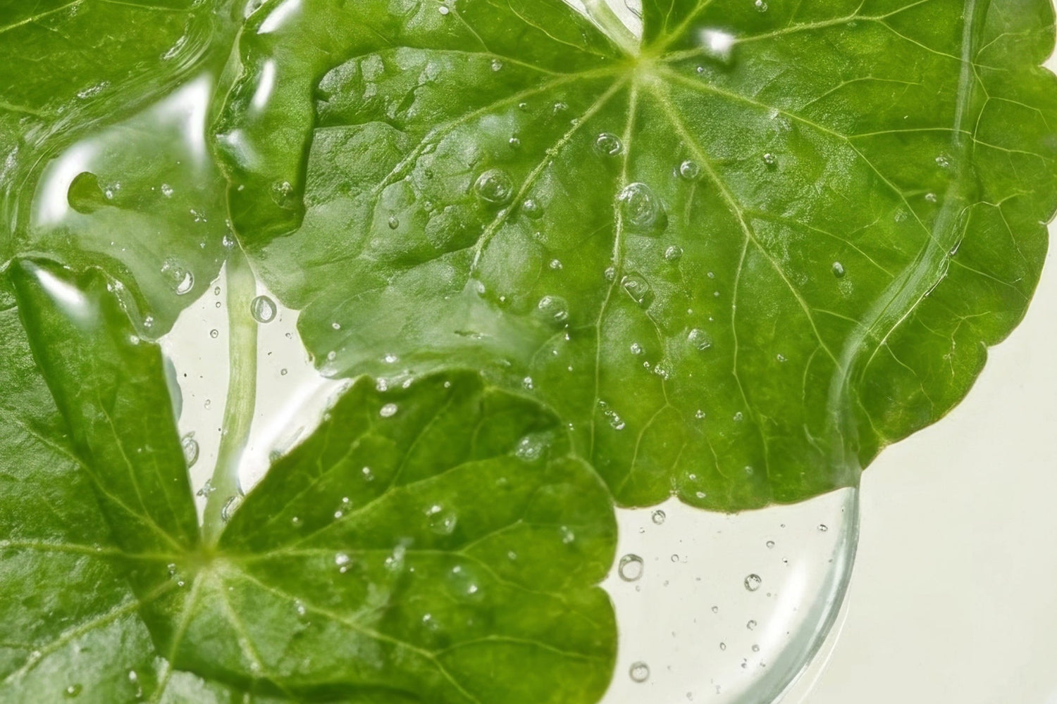 Ingredient deep dive – Centella PDRN